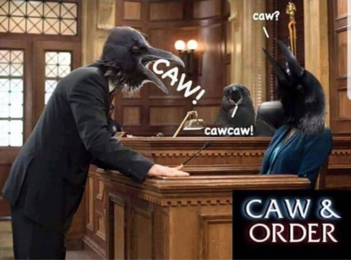 Crows Court