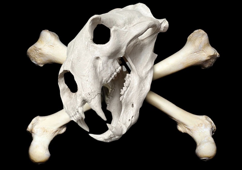 ToA Pirate Flag Elok